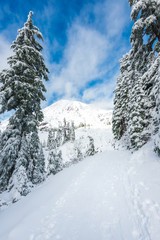 a path cover with snow in paradise area,scenic view of mt Rainier National park,Washington,usa.