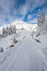 Fototapeta na wymiar a path cover with snow in paradise area,scenic view of mt Rainier National park,Washington,usa.