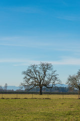 Fototapeta premium tree in field in countryside on the day.