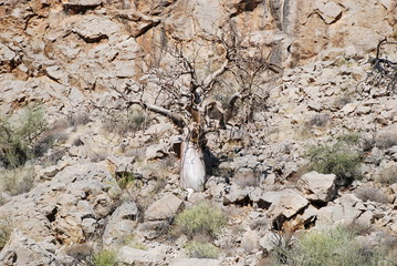 Single tree in rock face
