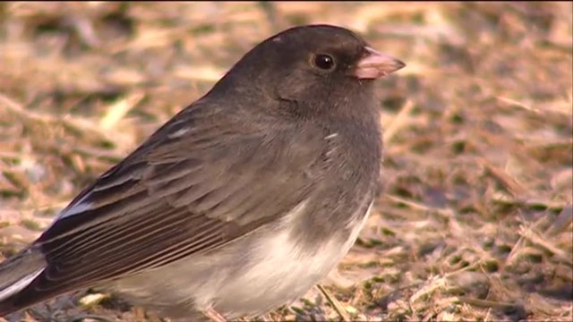 A small sparrow like bird sits on the ground.