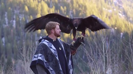 Golden eagle perched on falconer's glove. - Powered by Adobe