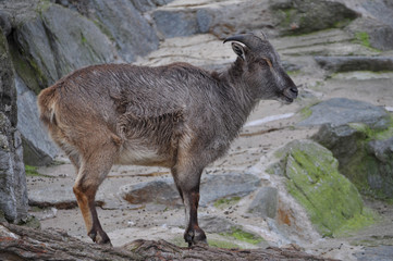 Goat mammal animal