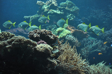 Tropical fish underwater
