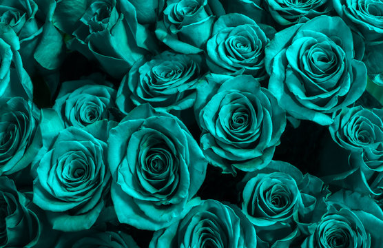 Fototapeta  Greeting card with blue roses