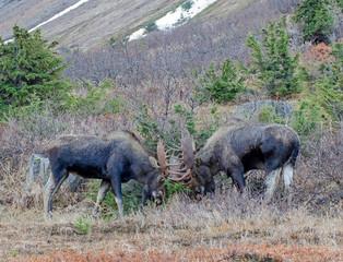 Bull moose rut