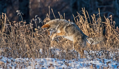 Coyote hunting