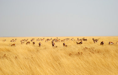 Browsing springboks in yellow grass
