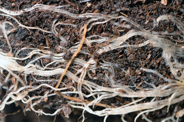 young new plant roots in the ground