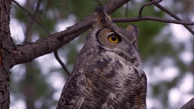 Tight shot of great horned owl looking around in a tree.