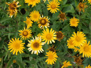 yellow wild flowers