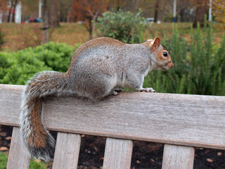 squirrel sitting on bench back