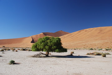 View of green tree red sand dunes and blue sky in sunny desert