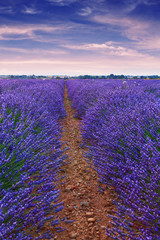 Beautiful colors purple lavender fields near Valensole