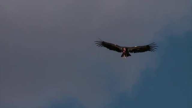 A condor soars over Grand Canyon National park.