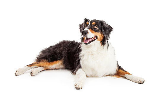 Happy Smiling Australian Shepherd Dog Laying