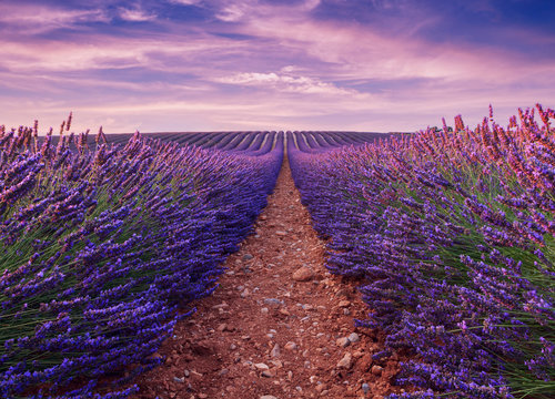 Fototapeta Beautiful colors purple lavender fields near Valensole