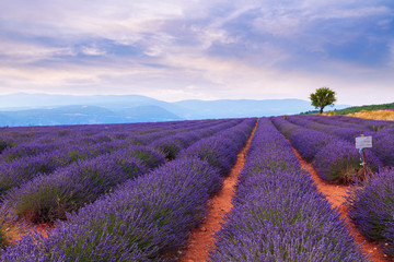 Naklejka na ściany i meble Beautiful colors purple lavender fields near Valensole