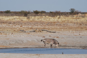Fototapeta na wymiar Zebra and lion at water hole