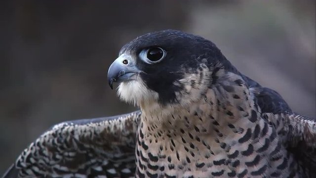 Tilting up shot of peregrine falcon.