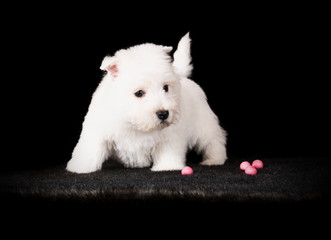 Chiot Westie en studio sur fond noir