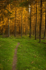 Spruce forest and path golden sunset light