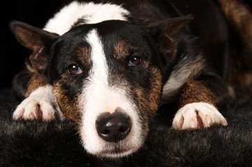 Bull terrier en studio sur fond noir