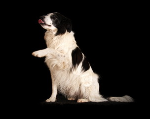 Border Collie en studio sur fond noir