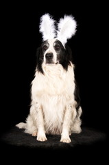 Border Collie en studio sur fond noir