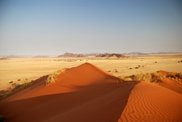 Fototapeta na wymiar Yellow grass land in Namibia and sand dune