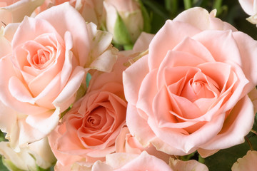 Creamy pink natural roses macro