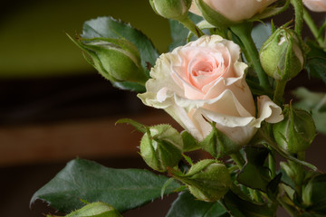 Creamy pink natural rose macro