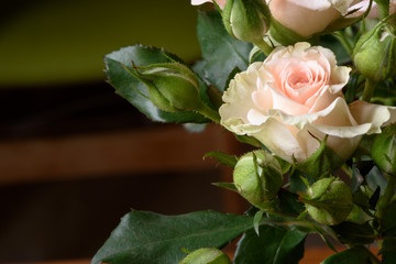 Creamy pink natural rose macro
