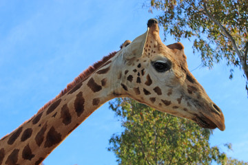 Giraffe photo
