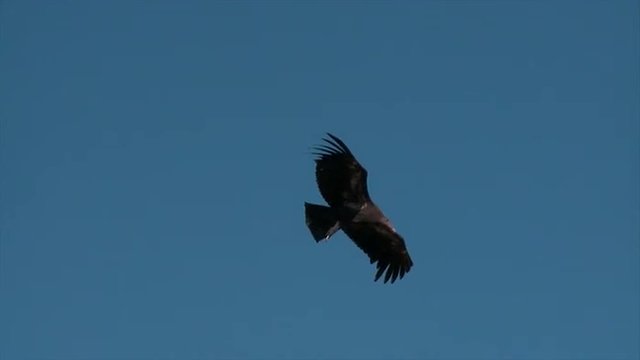 A condor soars over Grand Canyon National park.