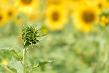 sunflower stem with blurred blooming sunflower in the background