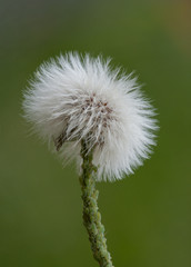 Small fluffy dandelion flower with aphids on stem