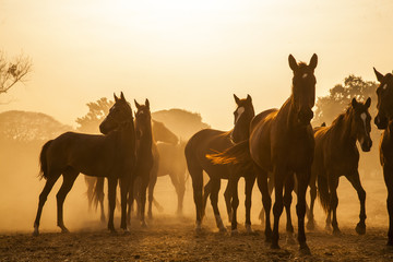 Fototapeta na wymiar Herd of horses grazing in a field on a background of fog and sunrise. Horse silhouettes.