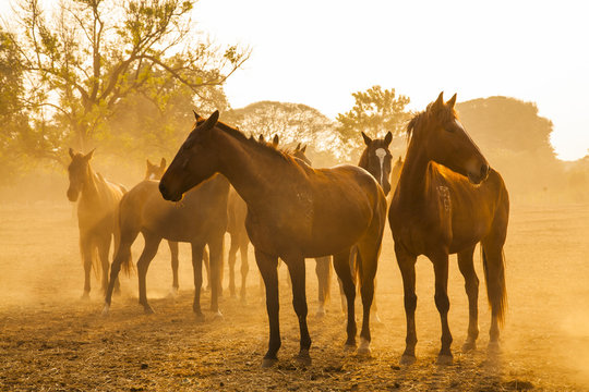 Herd of horses grazing in a field on a background of fog and sunrise. Horse silhouettes. © kroomjai