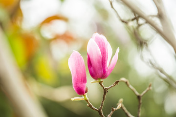 flower blossoming Magnolia
