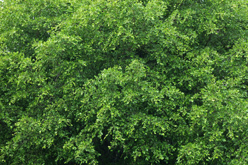 Green leaf background