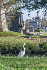 Bird at Classical colonial French cemetery in New Orleans,  Louisiana