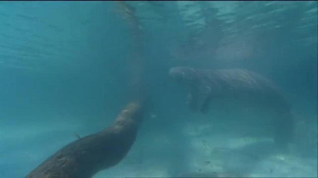 A manatee swims underwater.