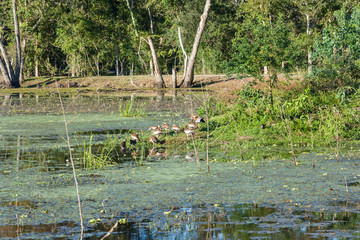 Birds in Brazos Bend State Park near Houston,  Texas