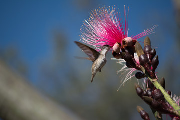 El colibrí debajo de la flor pica la miel. © jesuschurion57