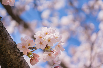 Cherry blossoms sakura