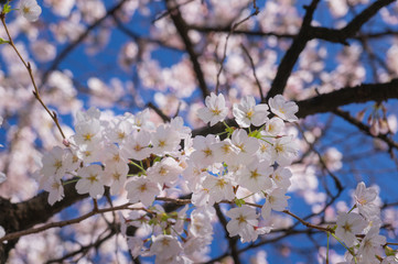 Cherry blossoms sakura