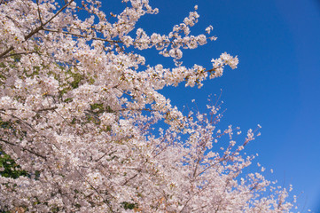 Cherry blossoms sakura