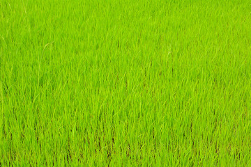 Rice plants in field. Agricultural concept.