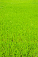 Rice plants in field. Agricultural concept.